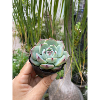 Sen bánh bao lửa size bầu