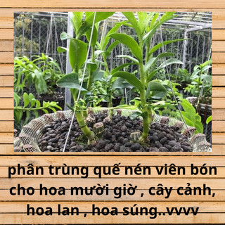 Phân trùng quế viên nén nguyên chất