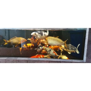 Cám Koi Karashi Jumbo Mix