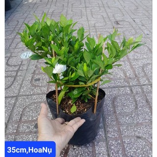 (VHST giao trong ngày) CÂY HOA DÀNH DÀNH (BẠCH THIÊN HƯƠNG) hoa kép, rất thơm.