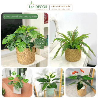 Cây giả decor - Chậu cây để bàn Decor trang trí nhà cửa, Văn Phòng đẹp tự nhiên giống hệt cây thật Lan Decor