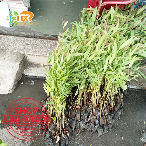 cây bạch đàn-combo 50 cây giống