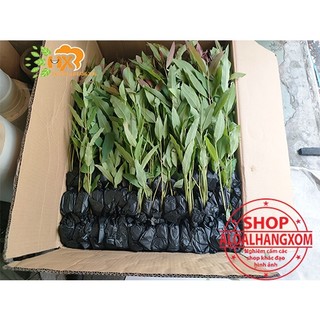cây bạch đàn-combo 50 cây giống