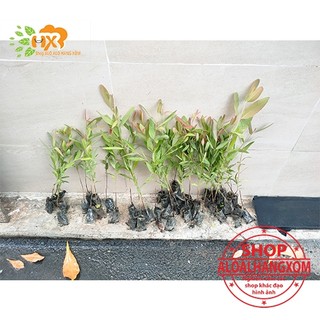 cây bạch đàn-combo 50 cây giống