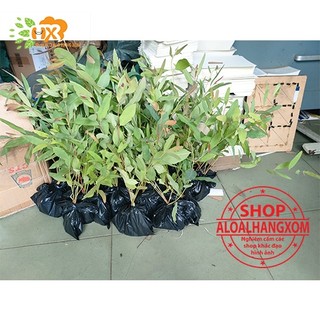 cây bạch đàn-combo 50 cây giống