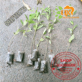 cây bạch đàn-combo 50 cây giống