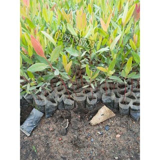 cây bạch đàn-combo 50 cây giống
