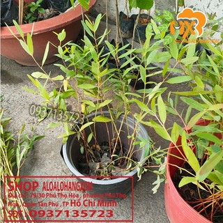 cây bạch đàn-combo 50 cây giống