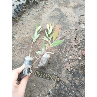 cây bạch đàn-combo 50 cây giống
