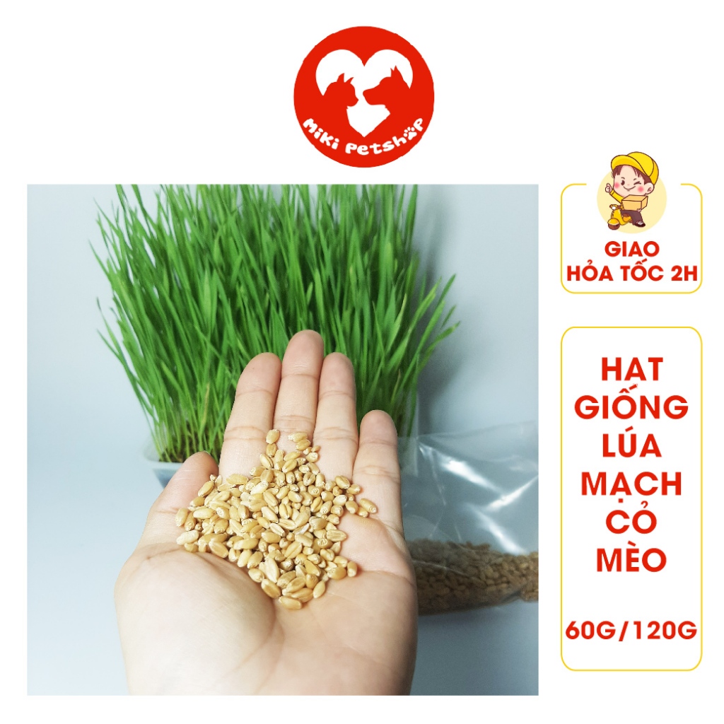 Hạt Giống Cỏ Mèo Hạt Lúa Mạch - Miki Petshop