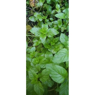 Bạc hà cam (5 cây/nhánh giống để giâm trồng)