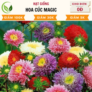 Hạt giống hoa cúc magic - chất lượng cao, dễ trồng, nở rực rỡ