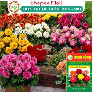 Hạt giống hoa cúc thược dược nhiều màu cao 40-60cm, nhiều màu, trồng quanh năm - hạt giống canh nông