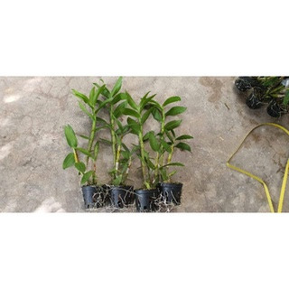 Hoa lan hoàng đế đỏ GỬI NGUYÊN CHẬU PHI 12