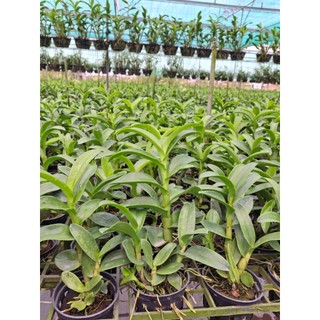 Hoa lan hoàng đế đỏ GỬI NGUYÊN CHẬU PHI 12