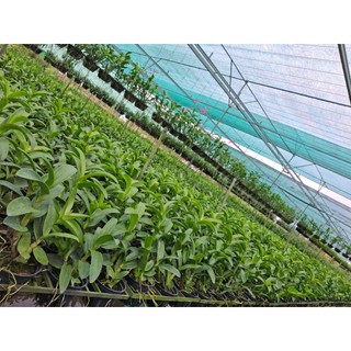 Hoa lan hoàng đế đỏ GỬI NGUYÊN CHẬU PHI 12
