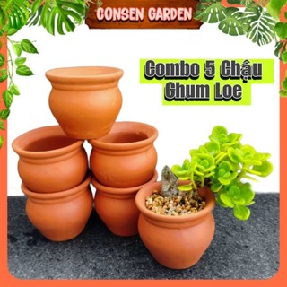 Combo 5 chậu đất nung chum loe mini trồng sen đá