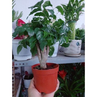 Cây Hạnh Phúc