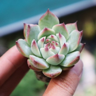Sen đá bánh bao lửa, sen đá dễ trồng cho người mới tập trồng sen