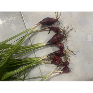 (10 củ) Củ giống sâm đại hành tươi