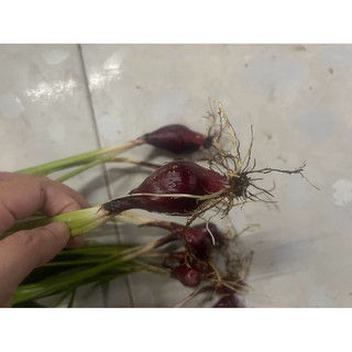 (10 củ) Củ giống sâm đại hành tươi