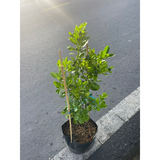 Tắc chua đang trái