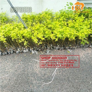 Combo 50 cây xoan ta cây giống cao từ 10-15 cm
