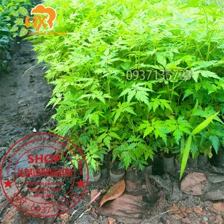 Combo 50 cây xoan ta cây giống