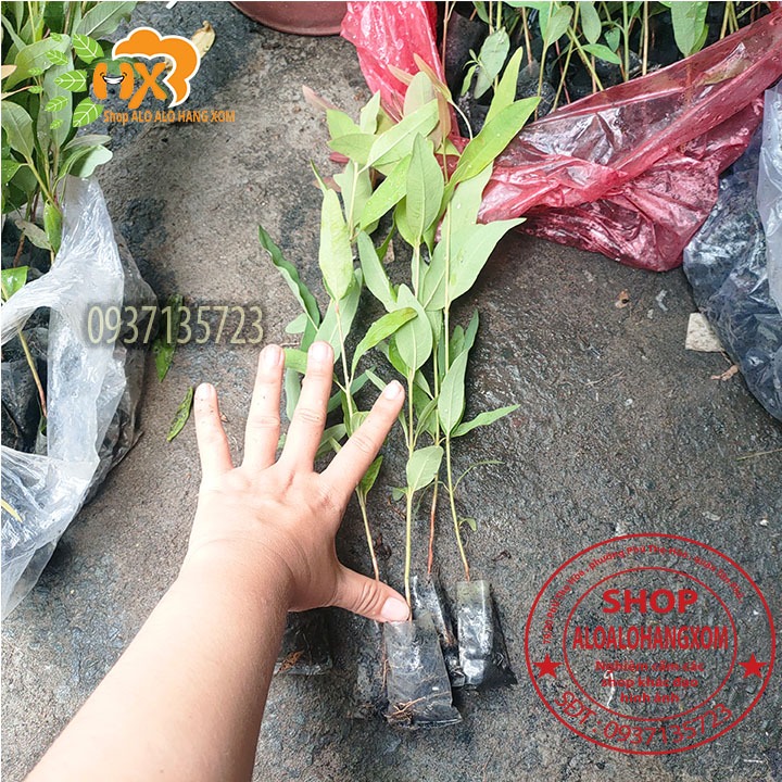 combo 50 cây bạch đàn cây giống