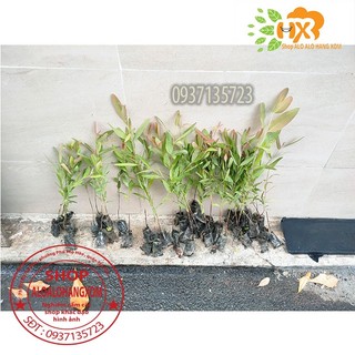 combo 50 cây bạch đàn cây giống