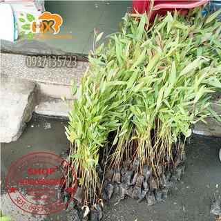 combo 50 cây bạch đàn cây giống