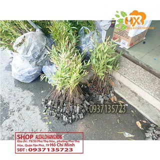 combo 50 cây bạch đàn cây giống