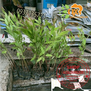 combo 50 cây bạch đàn cây giống