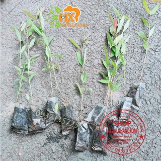 cây tràm úc cây giống combo 50 cây ( trồng được trên bờ or dưới nước)