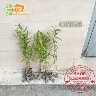 cây tràm úc cây giống combo 50 cây ( trồng được trên bờ or dưới nước)