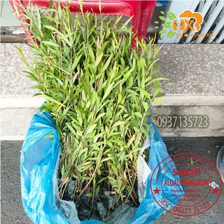 cây tràm úc cây giống combo 50 cây ( trồng được trên bờ or dưới nước)