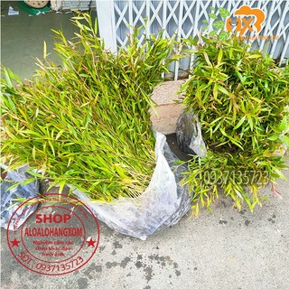 cây tràm úc cây giống combo 50 cây ( trồng được trên bờ or dưới nước)