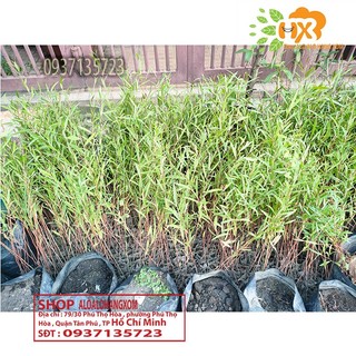 cây tràm úc cây giống combo 50 cây ( trồng được trên bờ or dưới nước)