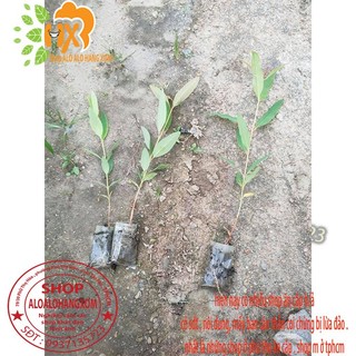 cây tràm úc cây giống combo 50 cây ( trồng được trên bờ or dưới nước)