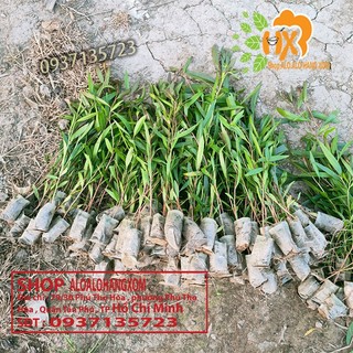cây tràm úc cây giống combo 50 cây ( trồng được trên bờ or dưới nước)