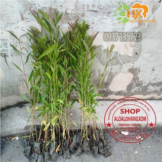 combo 50 cây tràm úc -cây giống ( trồng được trên bờ or dưới nước )