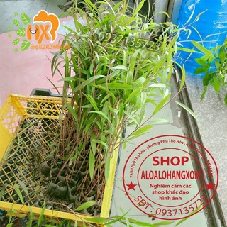 combo 50 cây tràm úc -cây giống ( trồng được trên bờ or dưới nước )