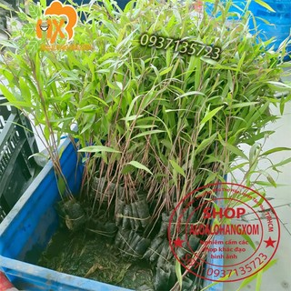 combo 50 cây tràm úc -cây giống ( trồng được trên bờ or dưới nước )