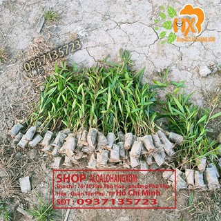 combo 50 cây tràm úc -cây giống ( trồng được trên bờ or dưới nước )