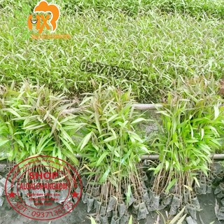 combo 50 cây tràm úc -cây giống ( trồng được trên bờ or dưới nước )