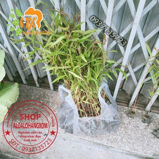 combo 50 cây tràm úc -cây giống ( trồng được trên bờ or dưới nước )