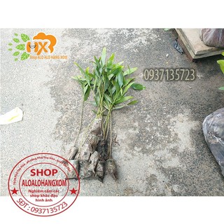 combo 50 cây tràm lai cây giống