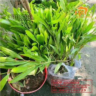 combo 50 cây tràm lai cây giống