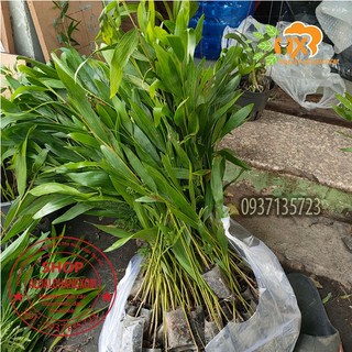 combo 50 cây tràm lai cây giống