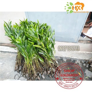 combo 50 cây tràm lai cây giống